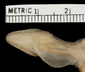 Media type: image;   Herpetology R-124406